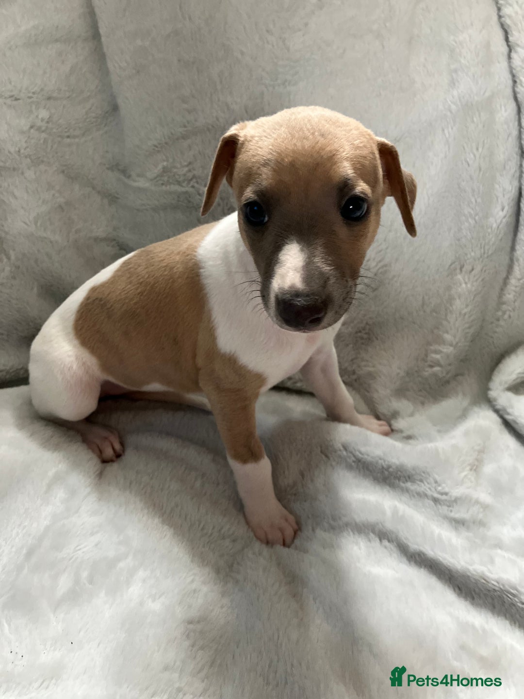 Whippet dogs for sale: Kc reg whippets  - Image 3