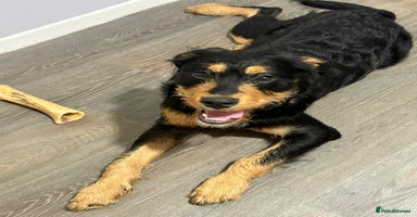 Mixed Breed dogs - Advert 3