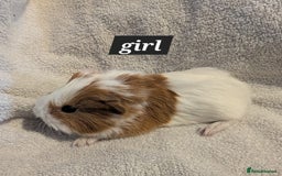 Guinea Pig rodents for sale: Baby sheltie and texel guineapigs  - Advert 5