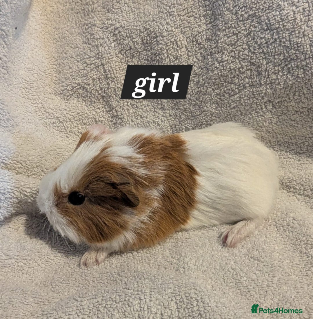 Guinea Pig rodents for sale: Baby sheltie and texel guineapigs  - Advert 5