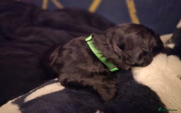 Cocker Spaniel dogs for sale: Cocker spaniel puppies - Image 26