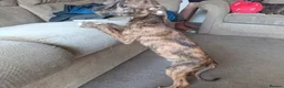 Lurcher dogs for sale: Beautiful Working Stock Male Lurcher Puppy - Advert 7