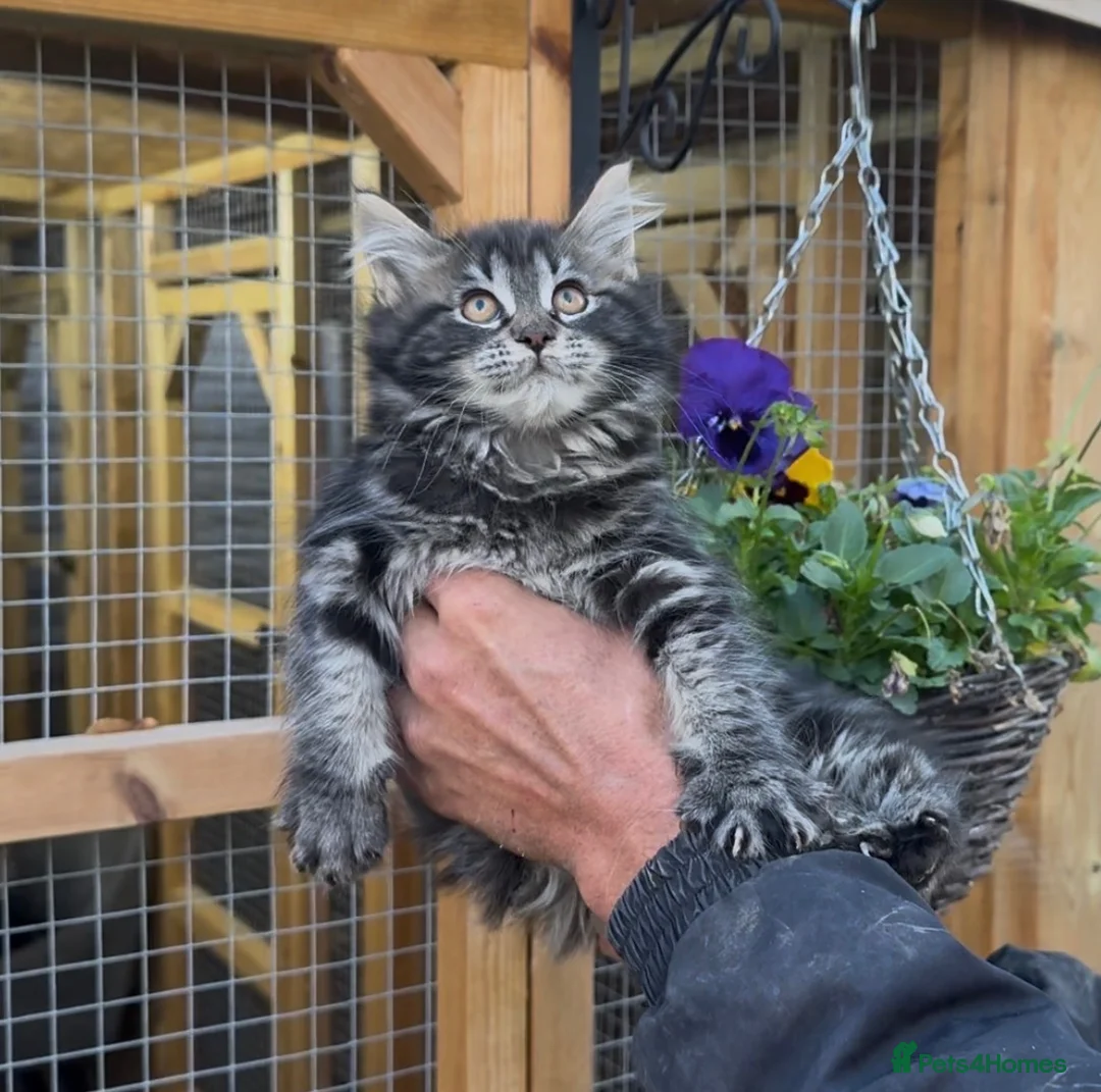 Maine Coon cats for sale: READY NOW XXL - GCCF REGISTRATION  - Advert 5