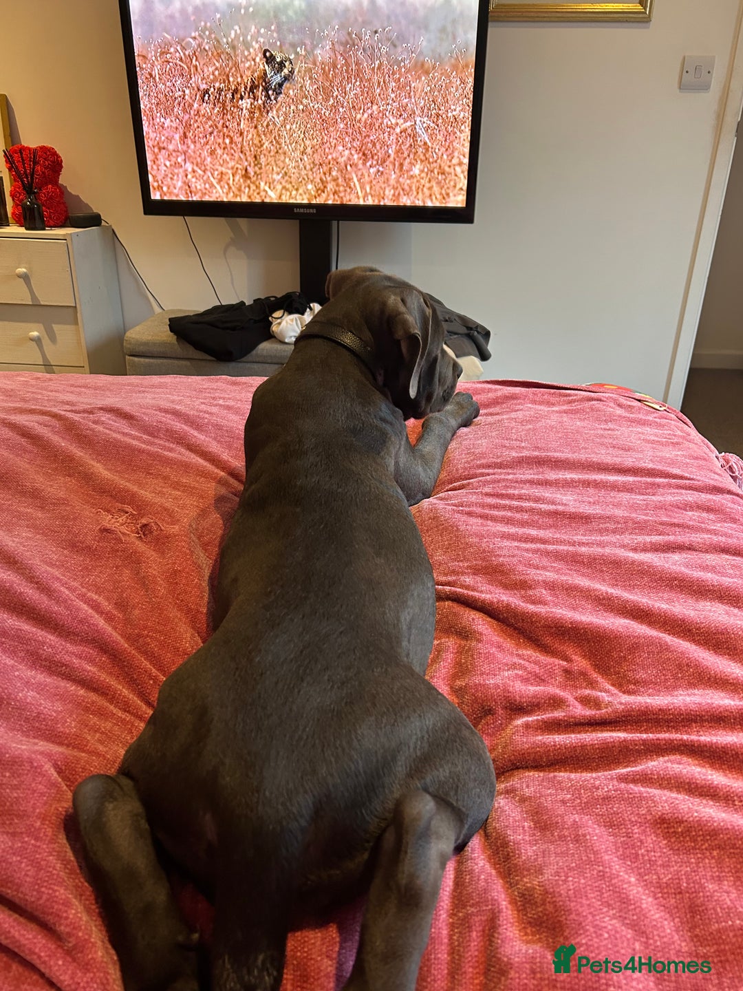 Cane Corso dogs for sale: Cane Corso 4months female  - Advert 3