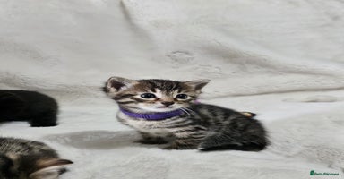 Bengal cats - Advert 10