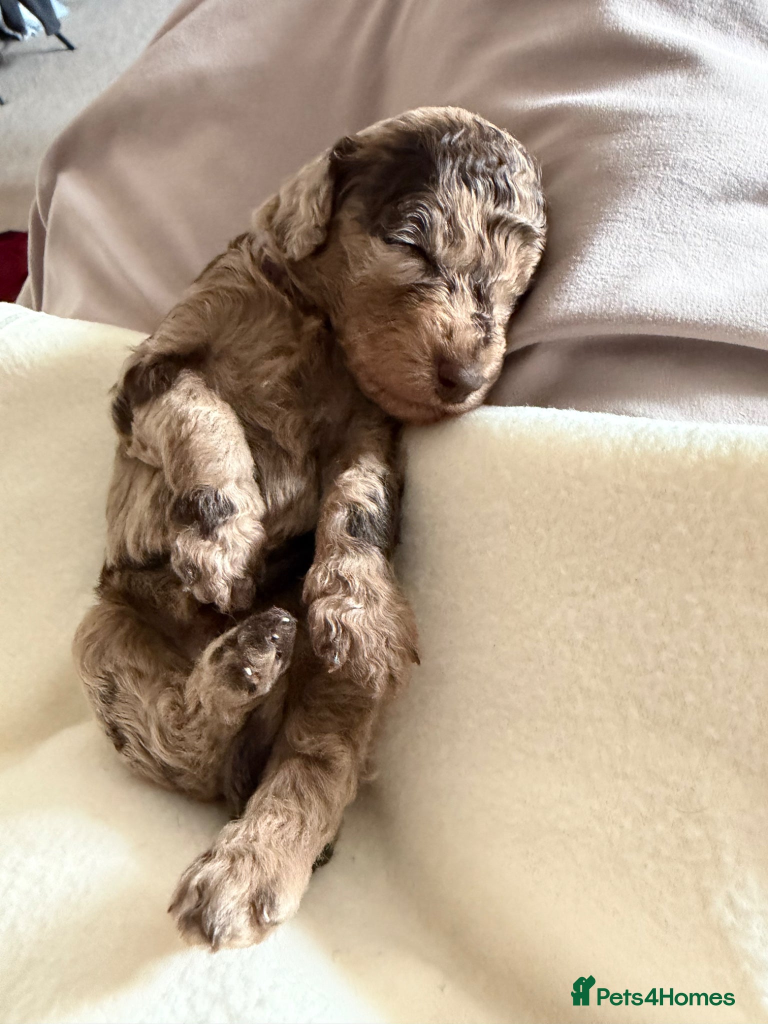 Cockapoo dogs Cockapoo experience from birth to home 12.5.26 🥰 - Advert 2