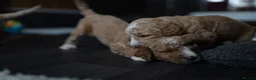 Goldendoodle dogs for sale: Exceptional Health tested Goldendoodle puppies - Advert 19