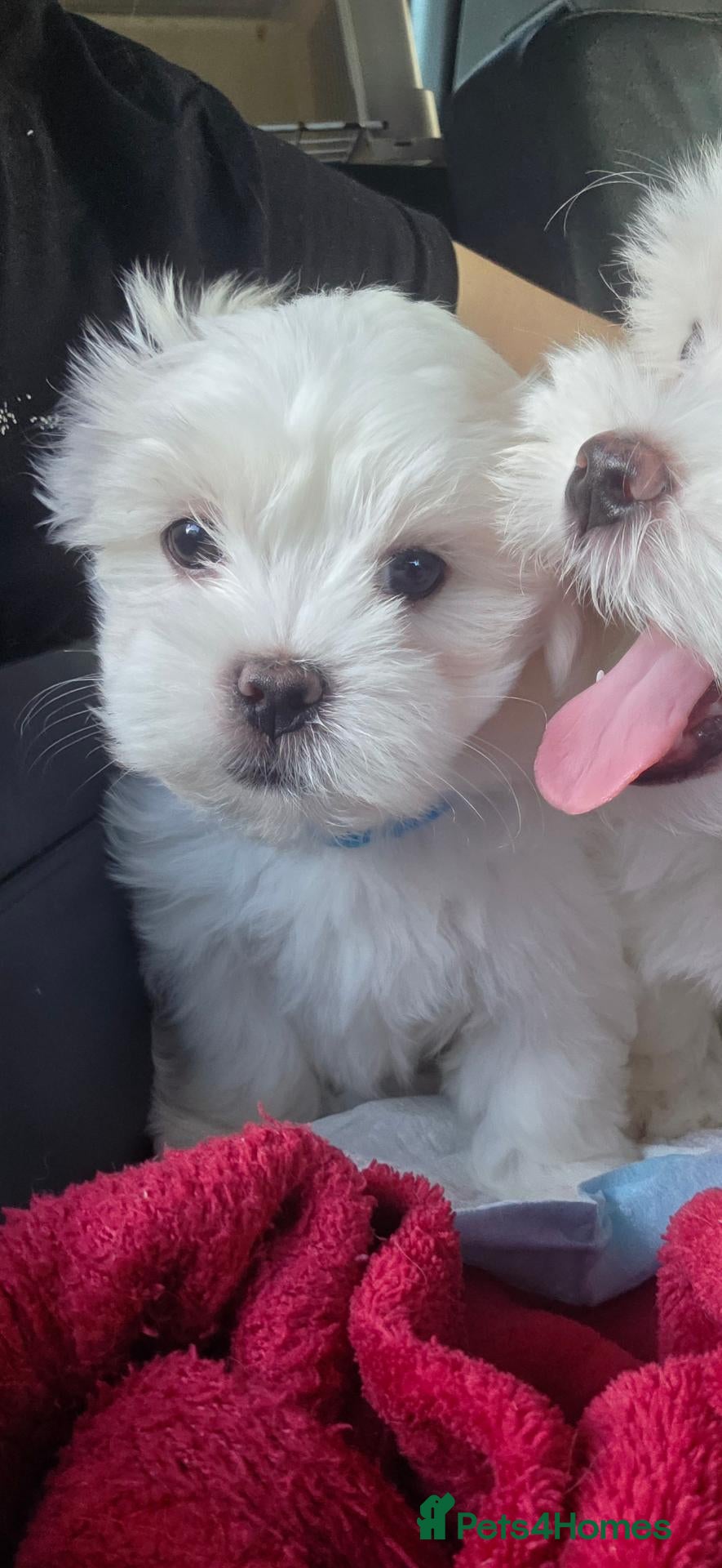 Maltese dogs READY TO LEAVE boy💙and a girl💓. Maltese  - Advert 2