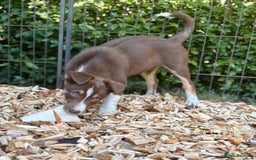 Border Collie dogs for sale: Border collie puppies ** Ready to Leave ** - Image 29
