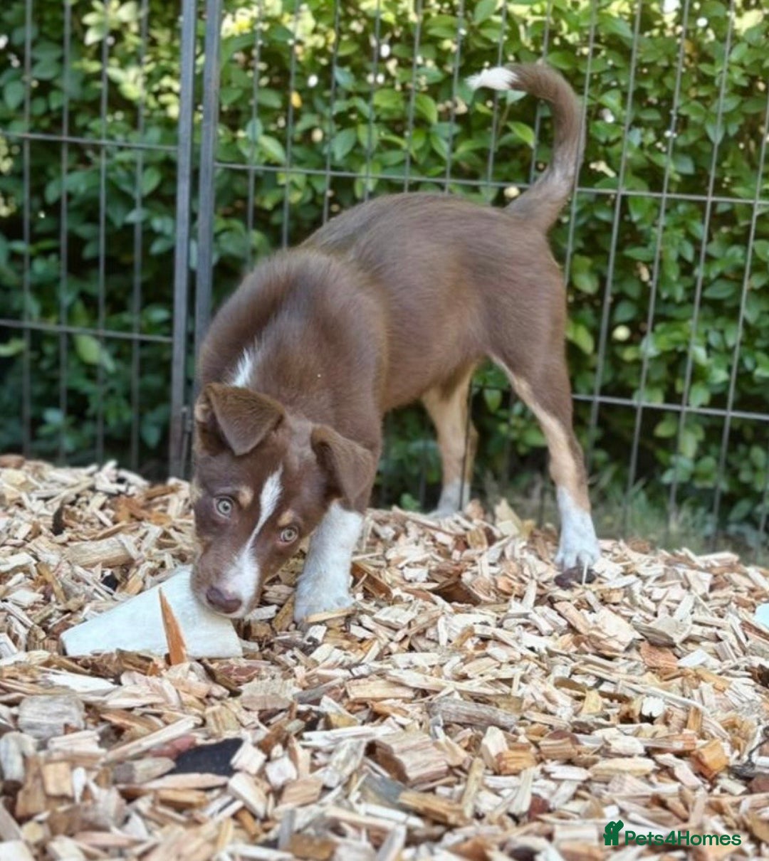 Border Collie dogs for sale: Border collie puppies ** Ready to Leave ** - Image 29