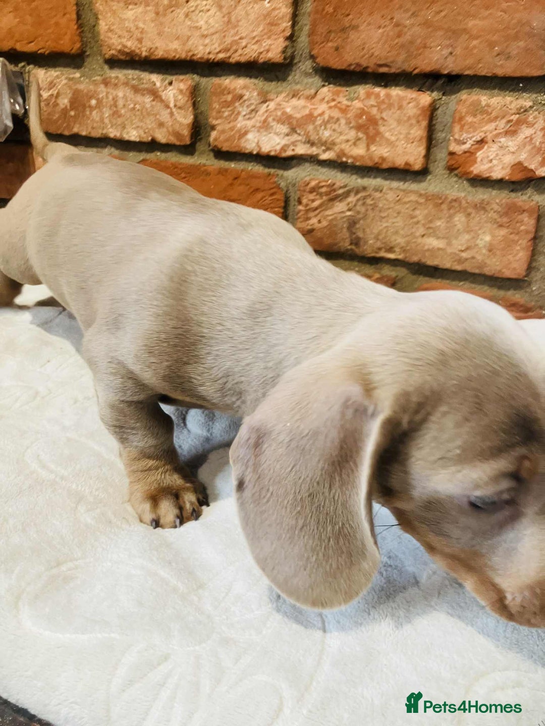 Miniature Dachshund dogs for sale: FULLY VACCINATED ISABELLA MINIATURE DACHSHUND BOY - Advert 12