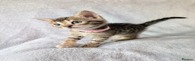Light Pink Collar - (Ginger Face)