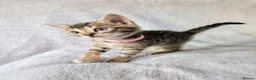 Mixed Breed cats for sale: Beautiful half Bengal kittens - Advert 26