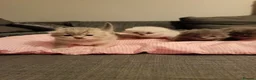 Scottish Fold cats for sale: 💕💕💕❤️❤️Lovely scotish kittens💕💕💕 in Nottingham - Advert 32