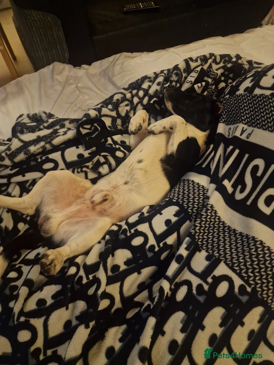 Mixed Breed dogs for sale: Elvis in Rochester - Advert 3