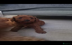 Cockapoo dogs for sale: Adorable red f1b toy cockapoos  - Advert 17