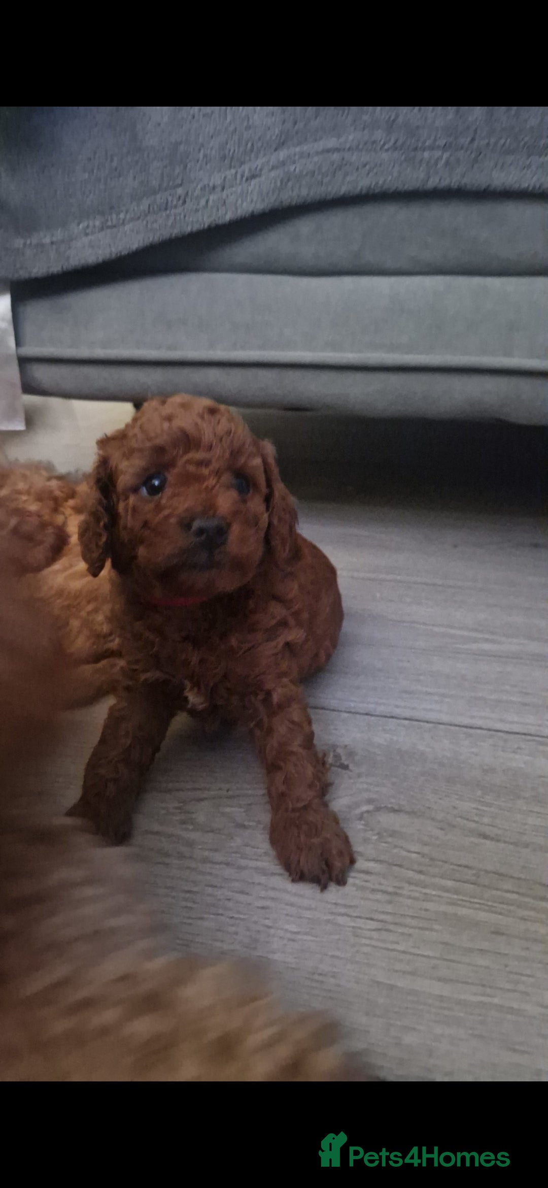 Cockapoo dogs for sale: Adorable red f1b toy cockapoos  - Advert 17