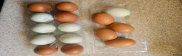 Chickens poultry for sale: Hatching  chicken eggs - Advert 1