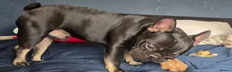 French Bulldog dogs for sale: Lovely boy french bulldog  - Advert 8