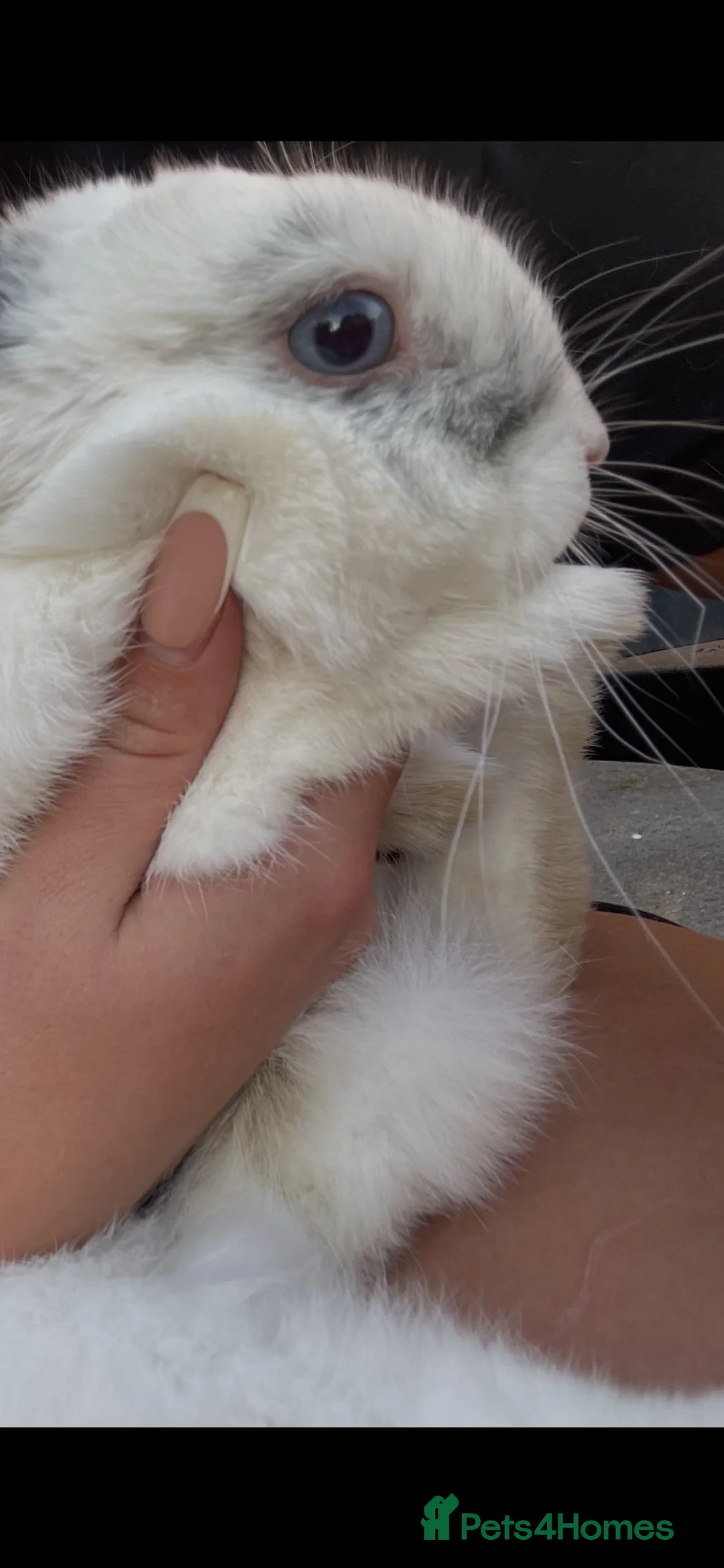 Mini Lop rabbits for sale: Blue eyes male rabbit  - Advert 1