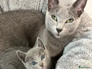 Russian Blue cats Registered Russian kittens - Advert 1