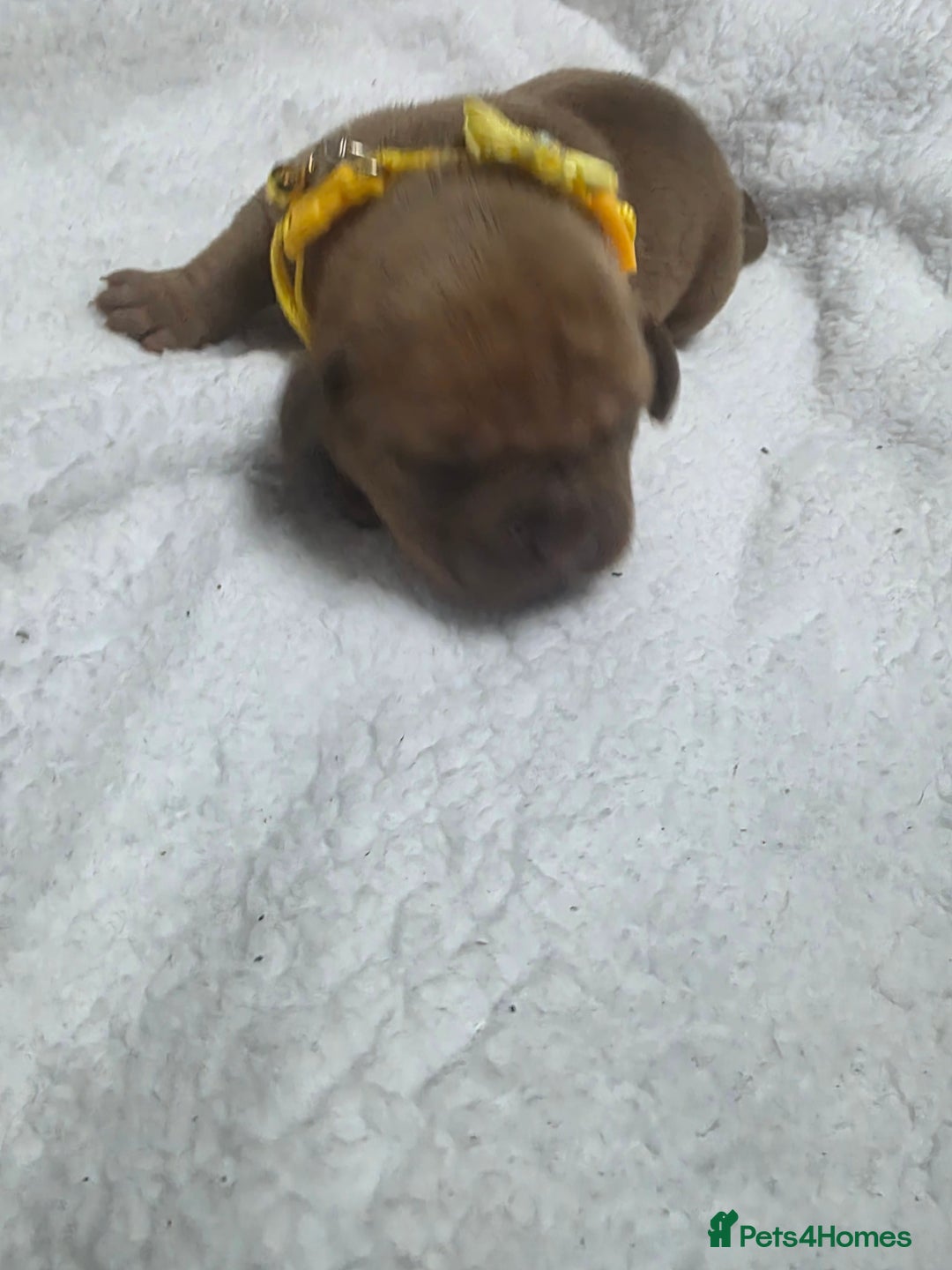 Mixed Breed dogs for sale: Dogue de bordeaux x staff puppies  - Image 13
