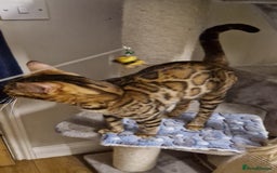 Bengal cats for sale: Beautiful lady ❤️  - Image 5