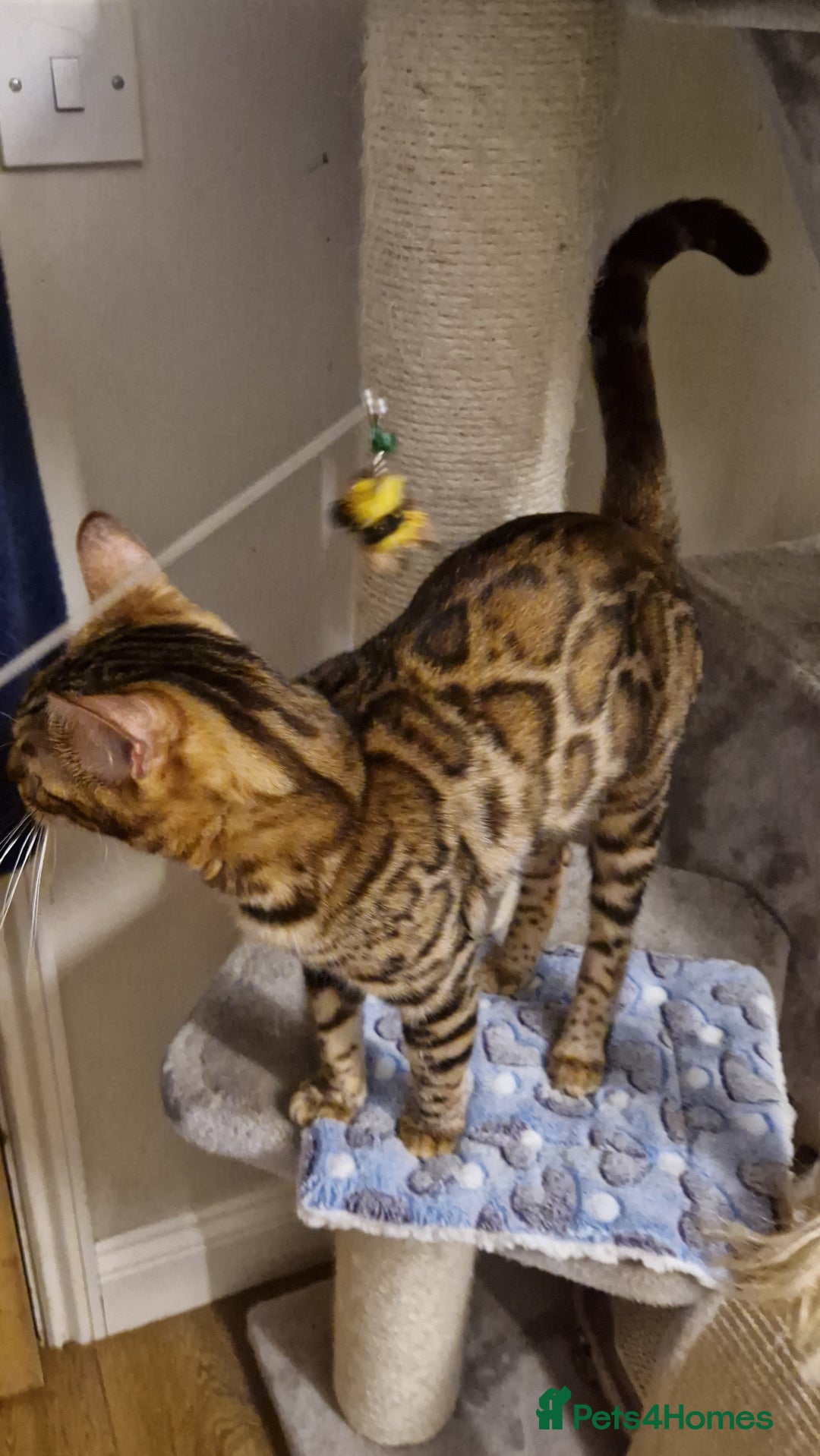 Bengal cats for sale: Beautiful lady ❤️  - Image 5