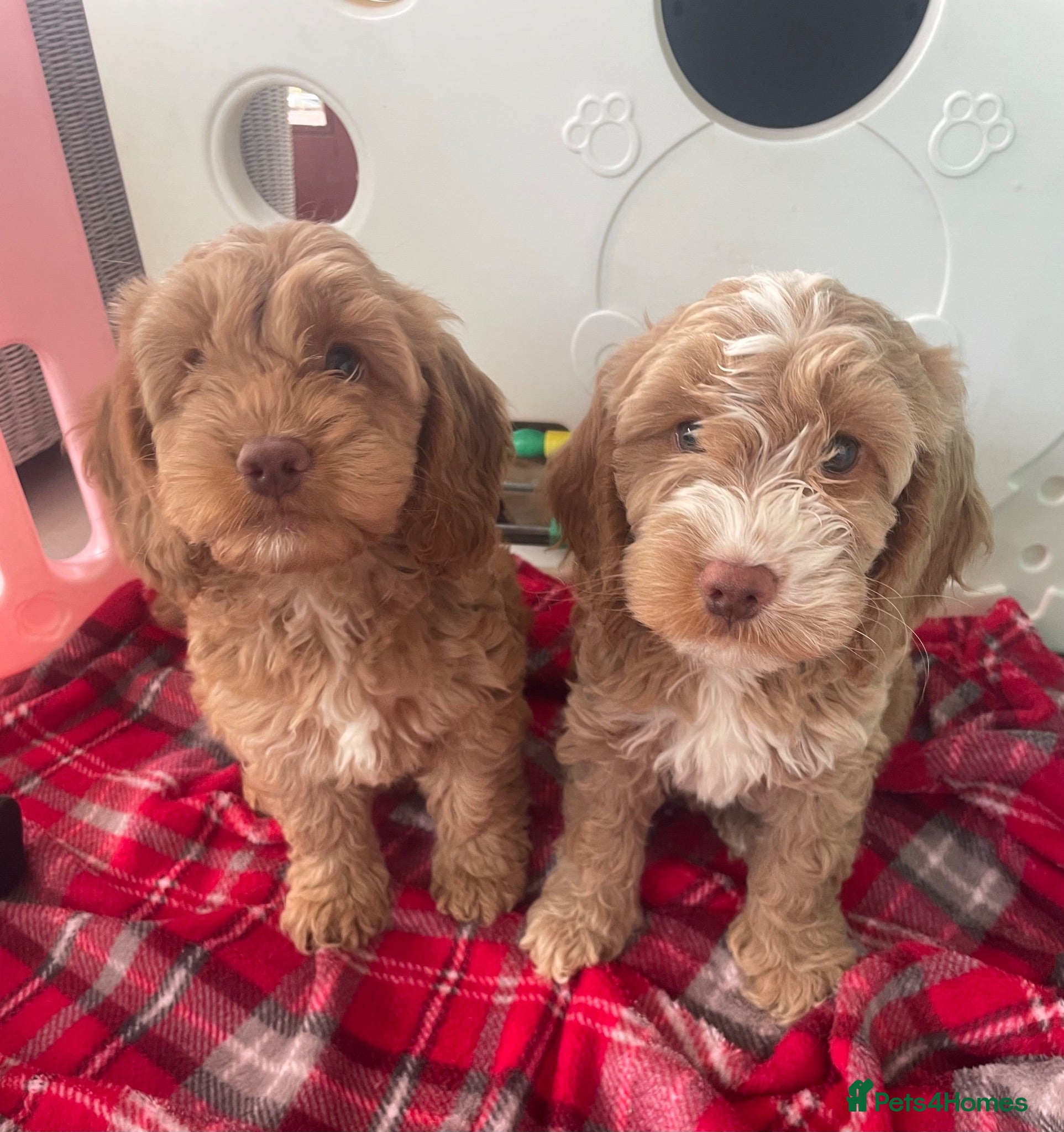 Cockapoo dogs for sale: SHOW TYPE MINIATURE F1 COCKAPOO PUPPIES - Advert 1