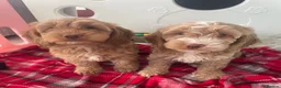 Cockapoo dogs for sale: SHOW TYPE MINIATURE F1 COCKAPOO PUPPIES - Advert 1