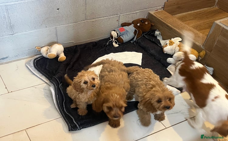Cavapoo dogs - Advert 1
