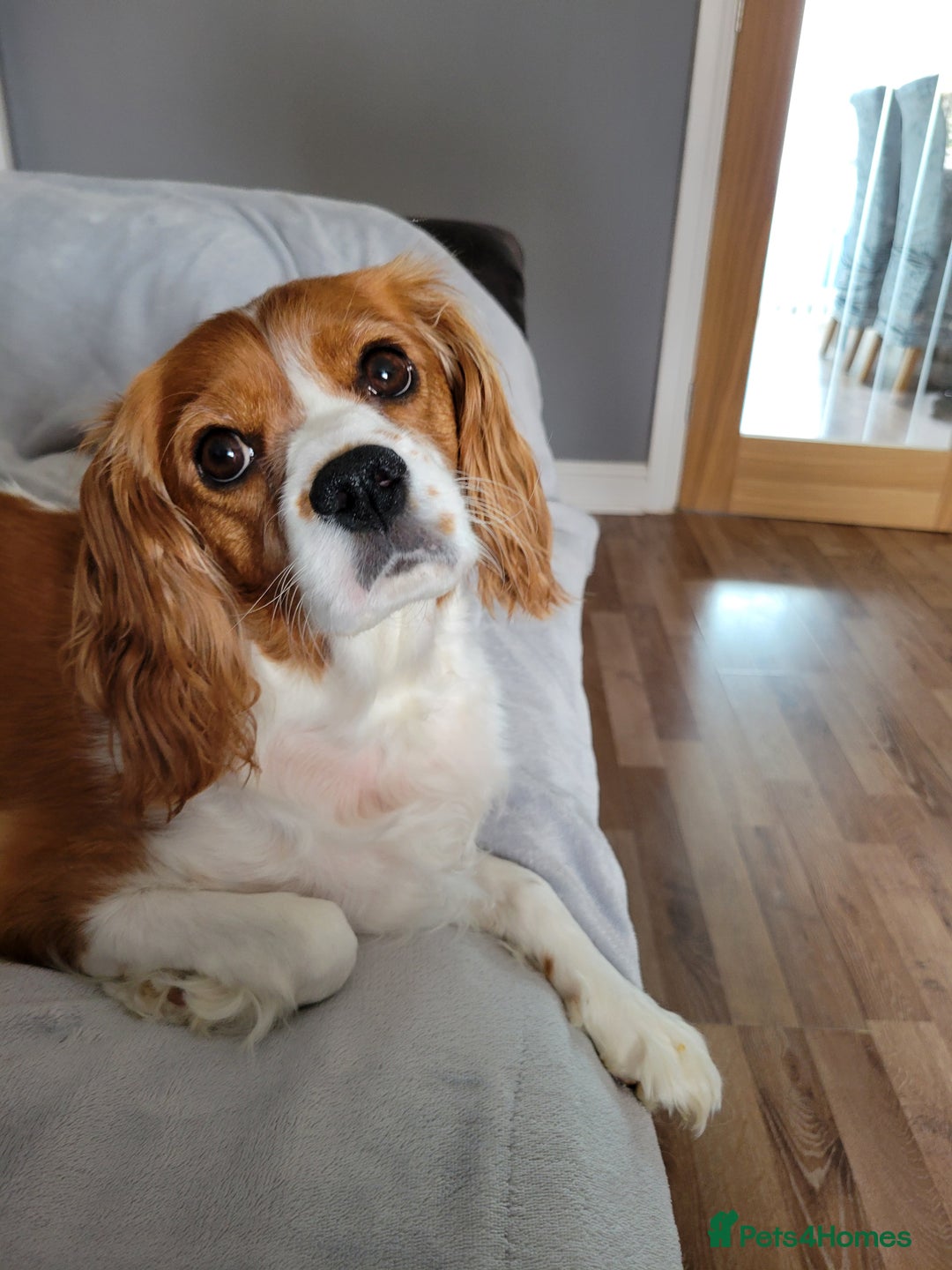 Cavalier King Charles Spaniel dogs for sale: Cavalier King Charles Spaniel Puppies for Sale 🐾 - Image 7