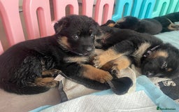 German Shepherd dogs for sale: German Shepherd puppies for sale (Full Pedigree) - Image 10