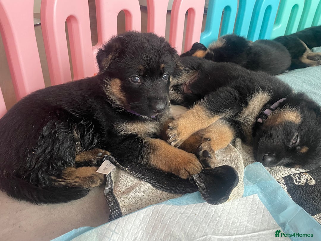 German Shepherd dogs for sale: German Shepherd puppies for sale (Full Pedigree) - Image 10