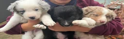 Border Collie dogs for sale: Border collie puppies - Advert 8