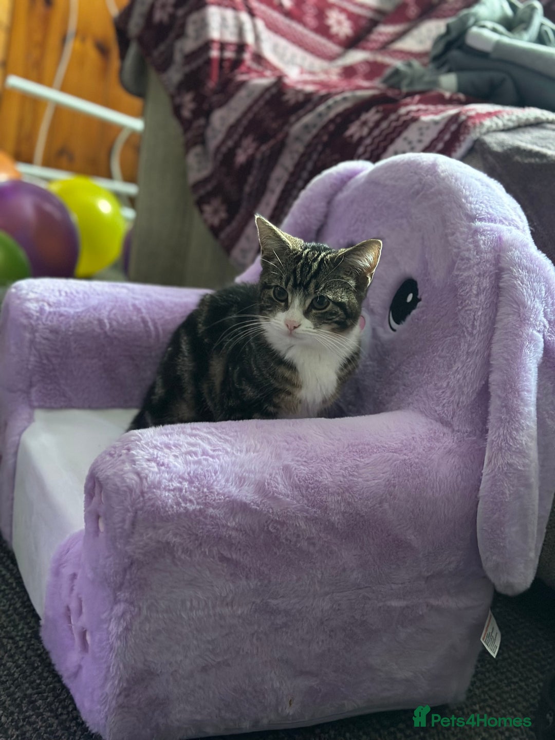 Mixed Breed cats for sale: Tabby female  - Advert 2