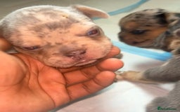 French Bulldog dogs for sale: French bulldog puppies fluffy carriers  - Image 8