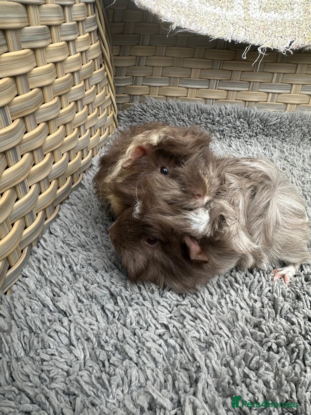 Guinea Pig rodents for sale: 2 long haired baby Peruvian boy guinea pigs. - Advert 2