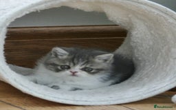 Exotic cats for sale: Beautiful Exotic Pedigree Kittens - Image 7