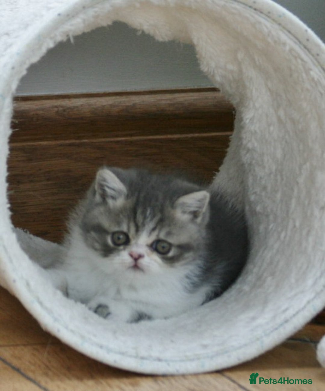 Exotic cats for sale: Beautiful Exotic Pedigree Kittens - Image 7