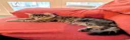 Mixed Breed cats for sale: Fluffy longhaired grey and white tabby  - Advert 4
