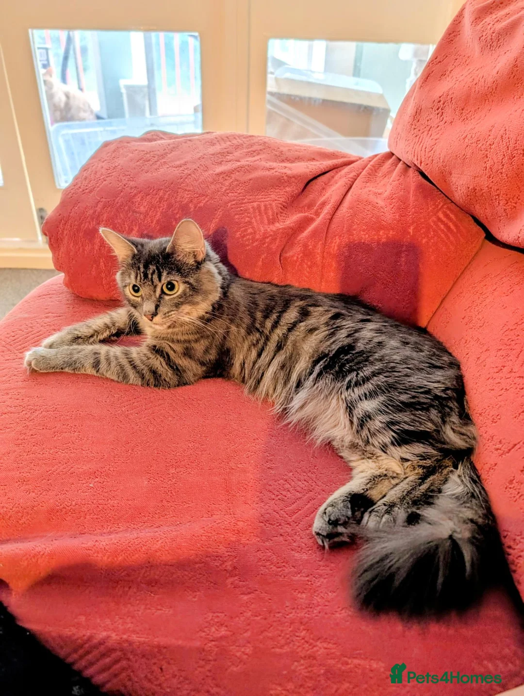 Mixed Breed cats for sale: Fluffy longhaired grey and white tabby  - Advert 4
