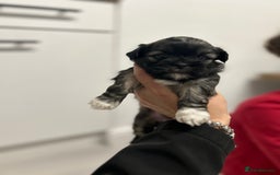 Lhasa Apso dogs for sale: Lhasa apso puppies  - Image 4