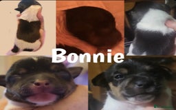 Jack Russell dogs for sale: miniature Jack Russell Puppies - Image 16