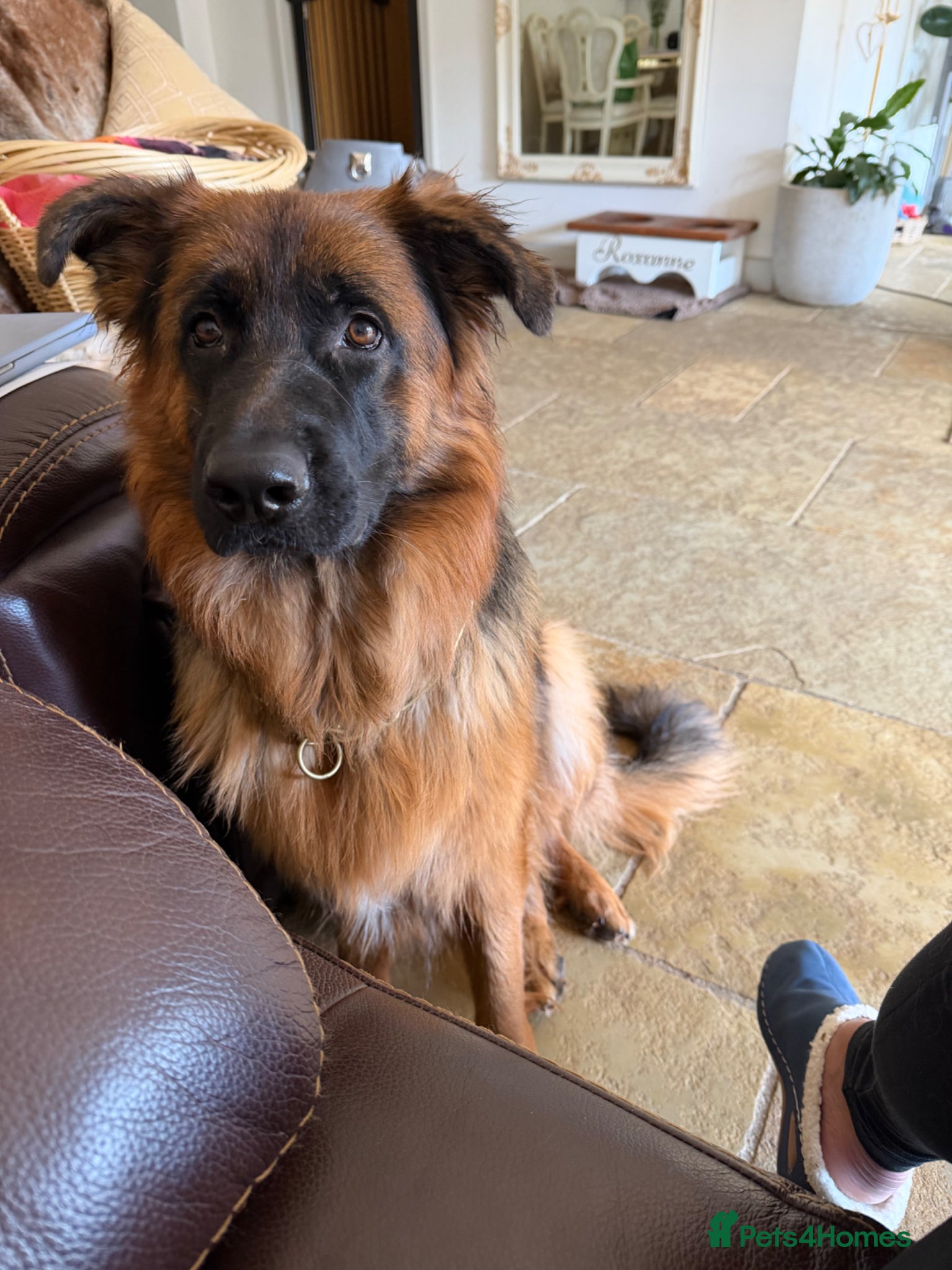 German Shepherd dogs Roxy, German Shepherd 11 months old - Advert 11