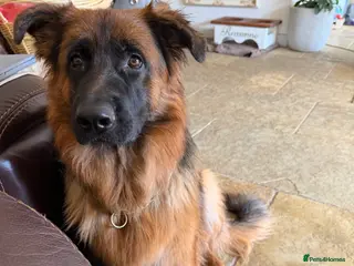 German Shepherd dogs Roxy, German Shepherd 11 months old - Advert 11