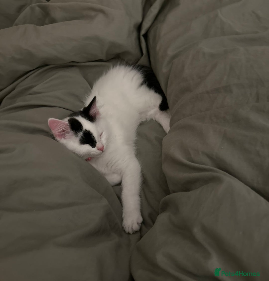 Mixed Breed cats for sale: Beautiful male kitten  - Advert 3