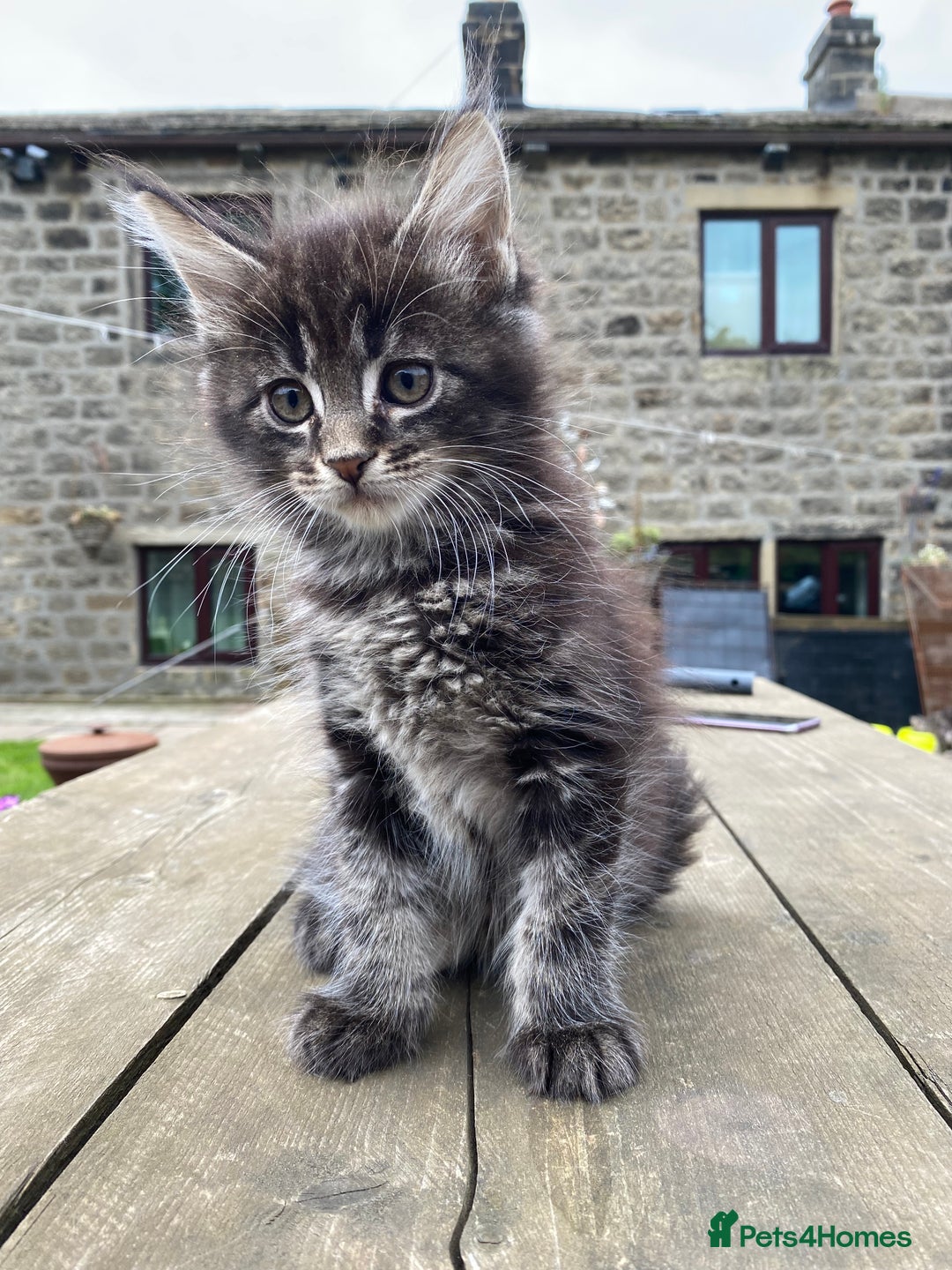 Maine Coon cats for sale: Maine coon kittens - Image 8