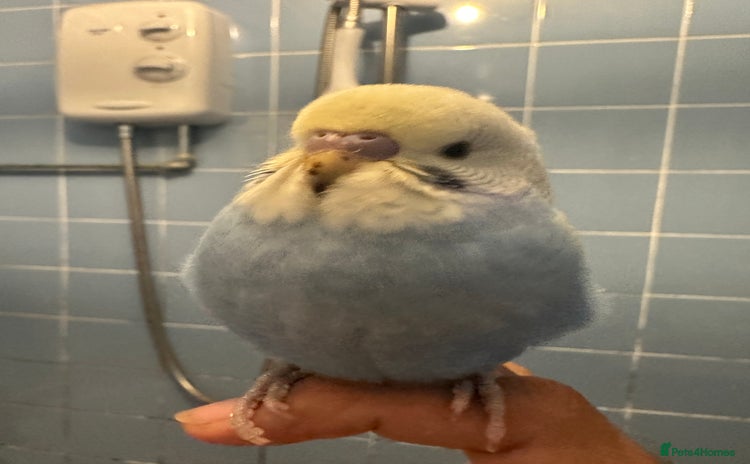 Budgerigars birds - Advert 5