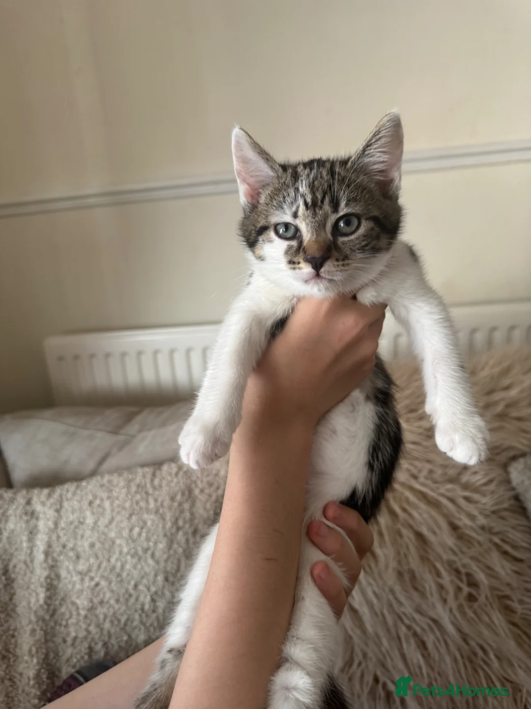 Mixed Breed cats for sale: Cute kittens ready for new homes.  - Advert 2